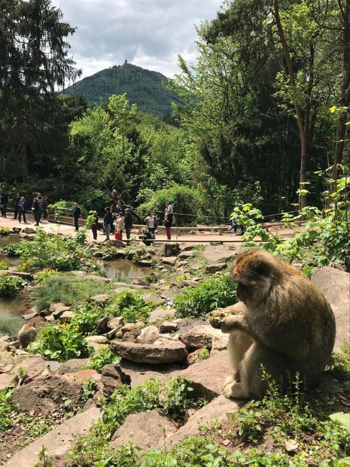 Au Pied Du Chateau Orschwiller Dış mekan fotoğraf